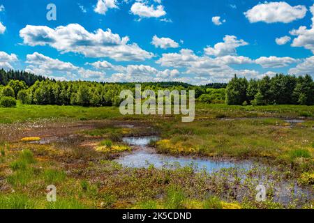 Hautes Fagnes, Benelux, pays du Benelux, Ardennes, Parc naturel des Hautes Fens-Eifel, Hautes Fagnes, Wallonie, Wallonie, Belgique, België Banque D'Images