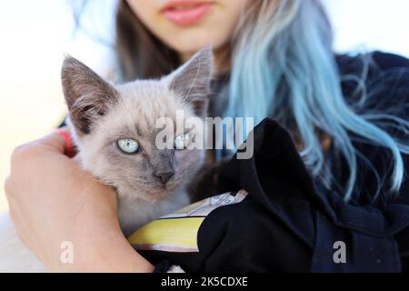 Un chat gris-bleu dans les bras d'une adolescente Banque D'Images