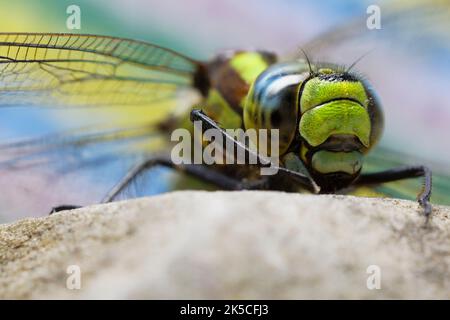 Dragonfly, Odonata, Macro, œil composé Banque D'Images