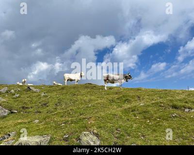 Randonnée à Rosskogel, vaches, randonnée, nature, montagnes, Ciel bleu, activité, Sellrainer Berge, Alpes de Stubai, Rangger Köpfl, Tyrol, Autriche Banque D'Images