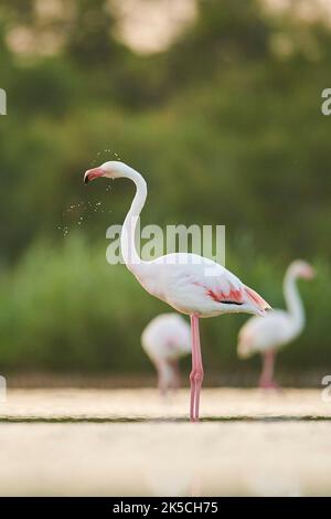 Flamants roses (Phoenicopterus roseus), debout, latéral, Camargue, France, Europe Banque D'Images