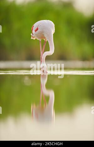 Flamants roses (Phoenicopterus roseus), debout, frontal, Camargue, France, Europe Banque D'Images