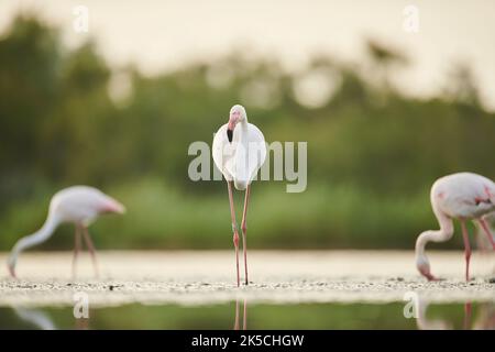 Flamants roses (Phoenicopterus roseus), promenades, frontal, Camargue, France, Europe Banque D'Images