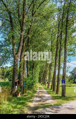 Allemagne, Bavière, Comté de Starnberg, Bachern am Wörthsee, Allee zur Maussel Banque D'Images
