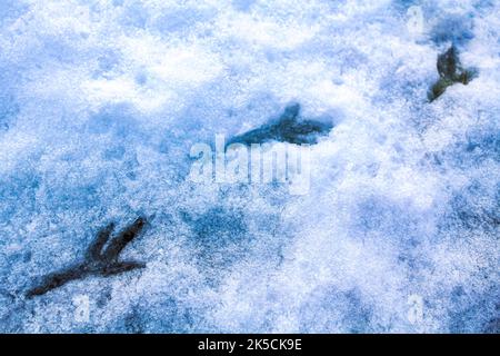 Empreintes empreintes d'animaux oiseaux dans la neige à Weddewarden Bremerhaven Bremen Allemagne. Banque D'Images