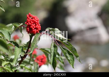 plante de sureau rouge avec baies rouges vibrantes Banque D'Images