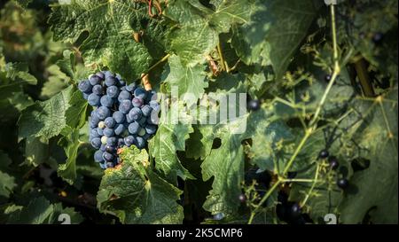 Raisins rouges sur la vigne près de Fleury d'Aude en été. Banque D'Images