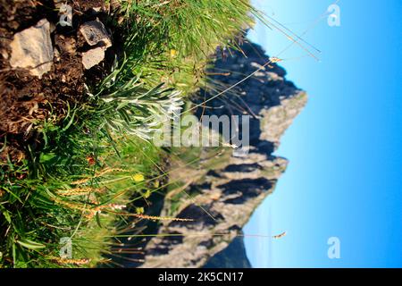 Edelweiss au bord de la route pendant la randonnée vers le Schneid près de la Gehrenalpe 1610m, Wängle près de Reutte dans le Tyrol, Autriche, Europe Banque D'Images