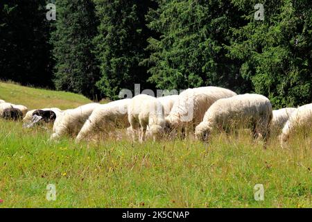 Troupeau de moutons sur le Rehberg en face des montagnes Karwendel, Allemagne, Bavière, Werdenfels, Mittenwald Banque D'Images