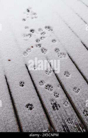 Une photo verticale de la patte est imprimée d'un chat ou d'un chien sur la neige blanche Banque D'Images