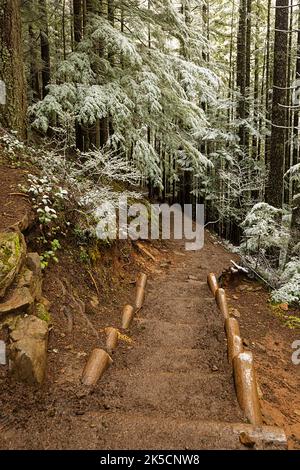 WA22167-00...WASHINGTON - Un dépoussiérage léger de neige de printemps sur les arbres et les buissons du sentier du Mont si près de North Bend. Banque D'Images