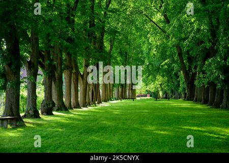 Allemagne, Bavière, Dinkelsbühl, l'avenue bordée d'arbres de la vieille Promenade. Banque D'Images