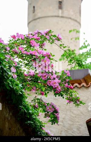 Allemagne, Bavière, Dinkelsbühl, chien rose (Rosa canina), également appelé hag rose, hedge rose ou heather rose Banque D'Images