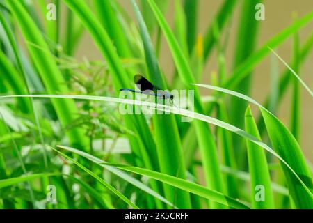 Mouche à ailes bleues (Calopteryx virgo), demoiselles (Calopterygidae). Banque D'Images