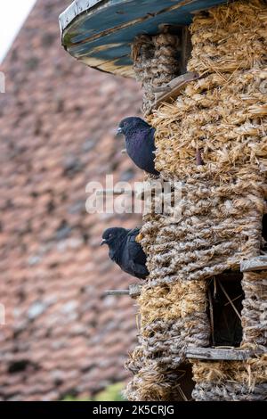 Allemagne, Bavière, Bad Windsheim, pigeons dans le musée en plein air franconien. Banque D'Images