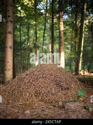 Fourmilière en forêt Banque D'Images