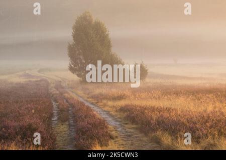 Ambiance matinale dans le Heide Oberoher, sentier de randonnée à travers la bruyère en pleine floraison, brouillard au sol, municipalité de Faßberg, parc naturel Südheide, Lüneburger Heide, Allemagne, Basse-Saxe Banque D'Images