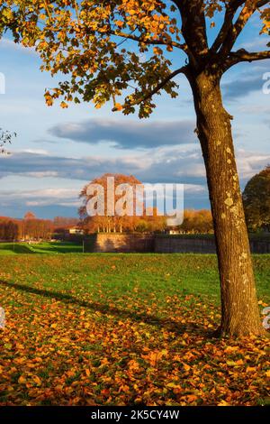 Automne et feuillage à Lucques. Ancien parc des remparts de la ville avec feuilles automnales au coucher du soleil Banque D'Images