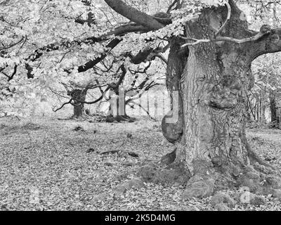 Europe, Allemagne, Hesse, Waldecker Land, Parc naturel de Kellerwald-Edersee, Bad Wildungen, réserve naturelle 'Hutewald Halloh', hêtre ancien (Fagus sylvatica) Banque D'Images