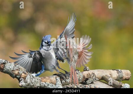 Blue Jay lutte avec la cardinal féminine Banque D'Images