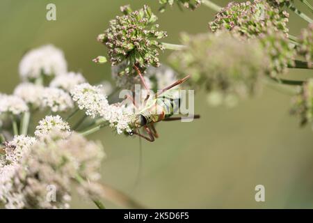 la sauterelle éphippiger se nourrissant d'une fleur blanche Banque D'Images