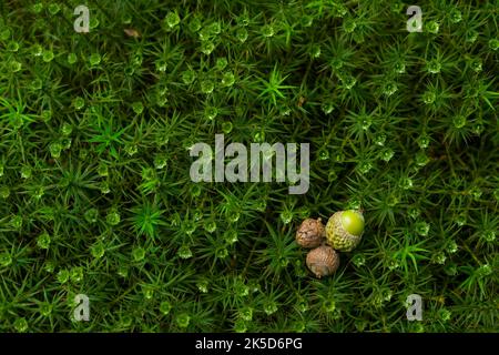 Acornes et mousses de coiffures, Lüßwald, Parc naturel de South Heath, Lüneburg Heath, Allemagne, Basse-Saxe Banque D'Images