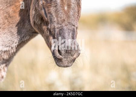 Gros plan du museau d'un âne Banque D'Images