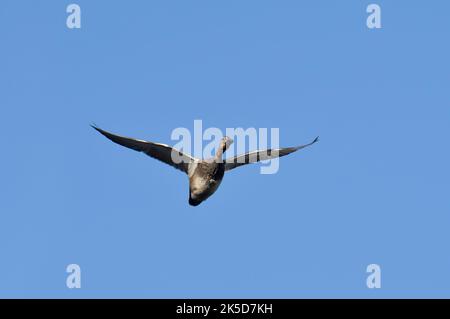 Gadwall (Anas strepera, Mareca strerpera), drake en vol, Rhénanie-du-Nord-Westphalie, Allemagne Banque D'Images