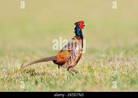 Faisan ou faisan de chasse (Phasianus colchicus), coq au printemps, Rhénanie-du-Nord-Westphalie, Allemagne Banque D'Images