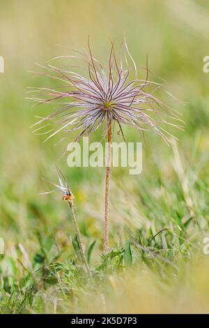 Petite cloche alpine ou anémone broken (Pulsatilla alpina subsp. Austriaca), porte-fruits, Vosges, France Banque D'Images