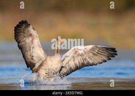 L'oie graylag (Anser anser) débarquant dans l'eau, Rhénanie-du-Nord-Westphalie, Allemagne Banque D'Images