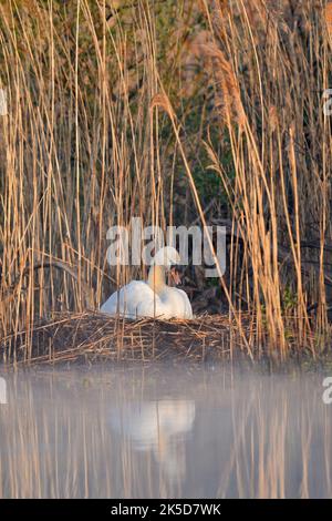 Mute Swan (Cygnus olor), reproduction sur nid, Rhénanie-du-Nord-Westphalie, Allemagne Banque D'Images