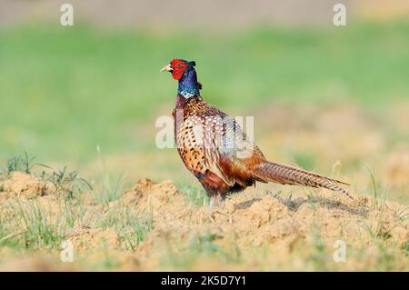 Faisan ou faisan de chasse (Phasianus colchicus), coq au printemps, Rhénanie-du-Nord-Westphalie, Allemagne Banque D'Images