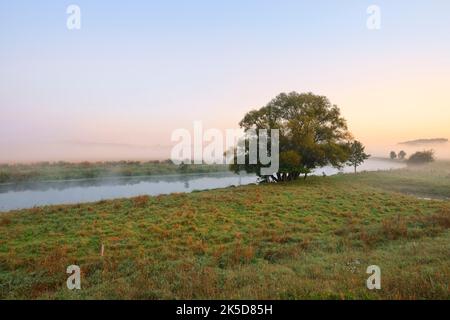 Saule d'argent (Salix alba) sur la Lippe, Rhénanie-du-Nord-Westphalie, Allemagne Banque D'Images