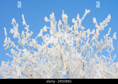 Noisette commune (Corylus avellana) avec givre, hiver, Rhénanie-du-Nord-Westphalie, Allemagne Banque D'Images