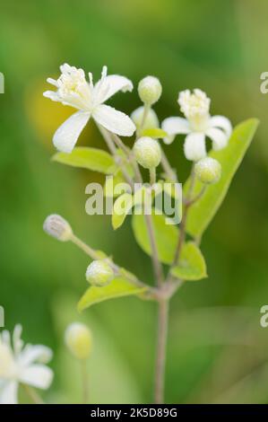 Clématis communes (Clematis vitalba), fleurs, Rhénanie-du-Nord-Westphalie, Allemagne Banque D'Images