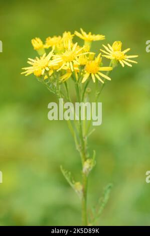Jacob's-grass (Jacobaea vulgaris), floraison Rhénanie-du-Nord-Westphalie, Allemagne Banque D'Images