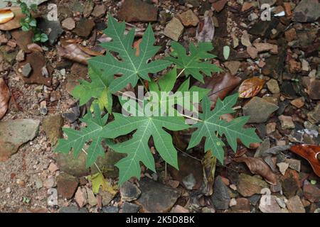 Vue en hauteur d'une petite usine de Papaya qui pousse sur le sol rugueux, pleine de rochers et de morceaux d'argile brisés Banque D'Images