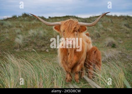 Scottish Highland Cattle (Bos primigenius taurus), femelle avec veau dans un paysage de dunes, Hollande du Nord, pays-Bas. Banque D'Images