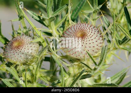 Chardon (Cirsium eriophorum), têtes de fleurs, Bavière, Allemagne Banque D'Images