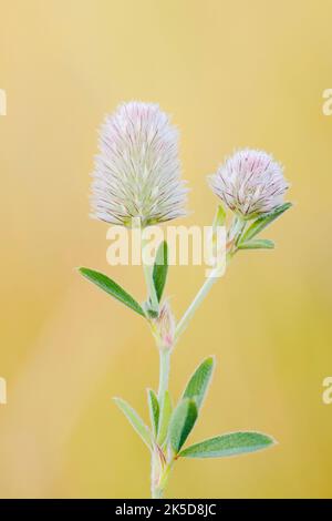 Trèfle de Hazel (Trifolium arvense), Rhénanie-du-Nord-Westphalie, Allemagne Banque D'Images