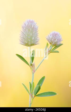 Trèfle de Hazel (Trifolium arvense), Rhénanie-du-Nord-Westphalie, Allemagne Banque D'Images