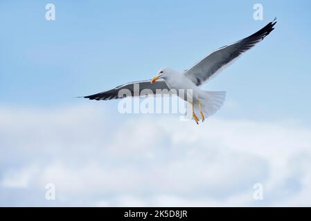 Goéland argenté (Larus fuscus), vol, Hollande-Nord, pays-Bas Banque D'Images