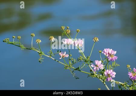 Vesce variégée (Securigera varia, Coronilla varia), Rhénanie-du-Nord-Westphalie, Allemagne Banque D'Images