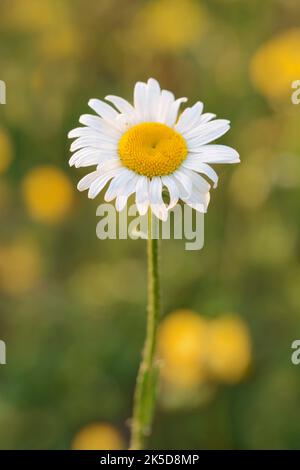 Pâquerette de prairie (Leucanthemum vulgare), fleur, Rhénanie-du-Nord-Westphalie, Allemagne Banque D'Images