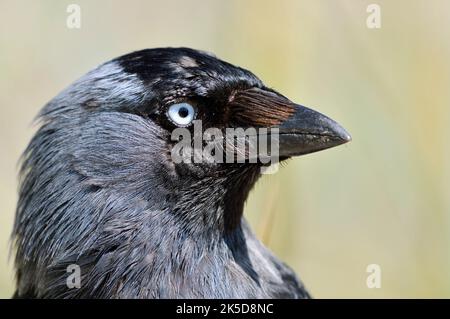 Jackdaw (Corvus monedula), portrait, Hollande-du-Nord, pays-Bas Banque D'Images