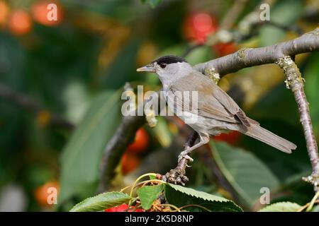 Blackcap (Sylvia atricapilla), homme, Rhénanie-du-Nord-Westphalie, Allemagne Banque D'Images