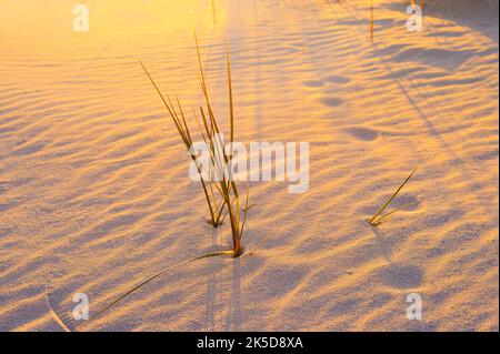 Pelouse de plage (Ammophila spec.) et structures ondulées dans le sable au coucher du soleil, Mer du Nord, Hollande du Nord, pays-Bas Banque D'Images