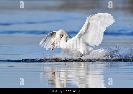 Mute Swan (Cygnus olor) débarquant dans l'eau, Rhénanie-du-Nord-Westphalie, Allemagne Banque D'Images