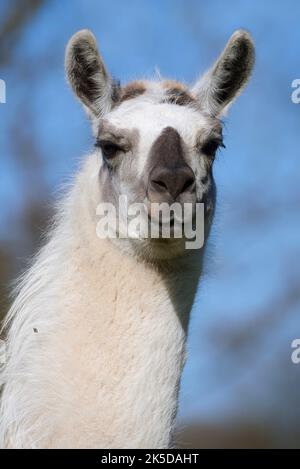 Lama (Lama guanicoe F. glama), portrait, Rhénanie-du-Nord-Westphalie, Allemagne Banque D'Images